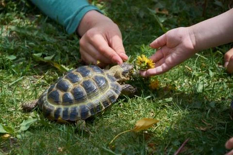 Children feed a turtle from hands Stock Photos
