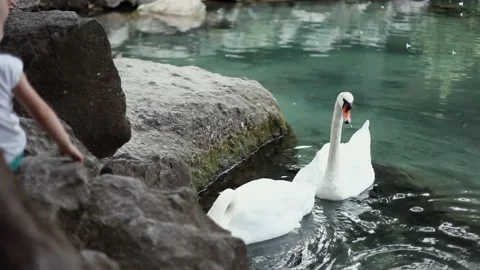 Children feed two white swans swimming in a small lake in the city park Stock Footage 162223588
