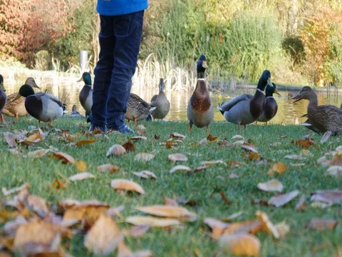 Children feed wild ducks Stock Footage 82067849