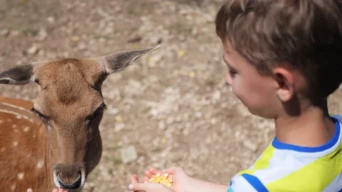 Children feed young fallow deer with hands, corn Stock Footage 148987549