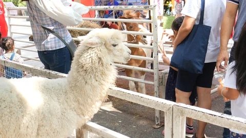 Children feeding animals Stock-Footage 119897423