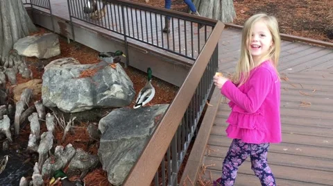 Children feeding ducks HD  Stock-Footage 68688405