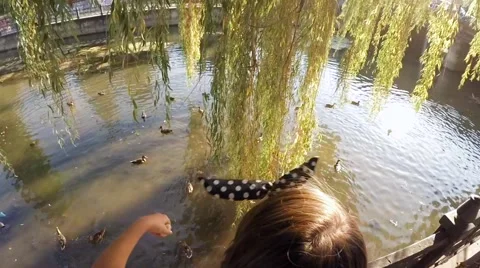 Children feeding ducks on a river Video stock 63254283