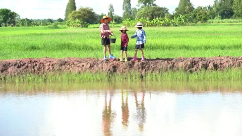 Children feeding fish in natural pool in rural on rice field background 動画素材 159798510