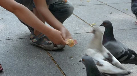 Children feeding pigeons. 動画素材 52565591