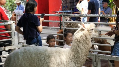Children feeding sheep Stock Footage 122335841