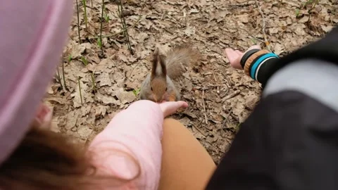 Children feeds gray fluffy squirrel nuts from his hands in spring forest. Stock Footage 190875127