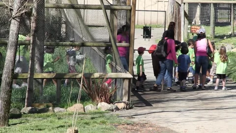 Children on field trip Stock Footage 2390998