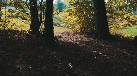 Children gather acorns Stock Footage 56227738
