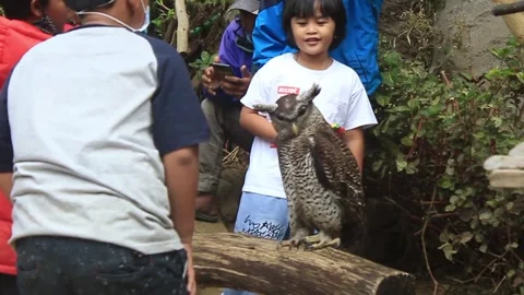 Children gather while looking at an owl standing on an old log Video stock 275837504