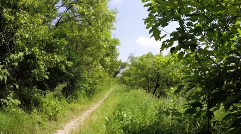 Children go on the road through the forest and talking. Stock Footage 51585477