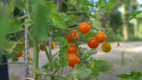 Children hand picking fresh orange cherry tomatoes in her garden. Stock Footage 112734451
