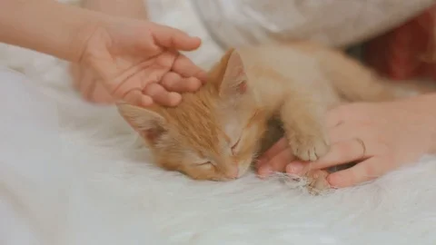 Children hand stroking the pretty ginger kitty Stock Footage 70161773