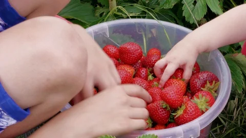 Children hands sort out red strawberries in bucket at garden Stock Footage 111134057
