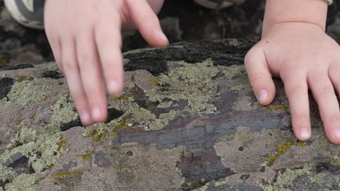 Children hands touching moss covered stone Stock Footage 317216430