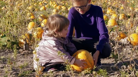 Children having fun on pumpkins field, knocking, touching Stock Footage 116961073