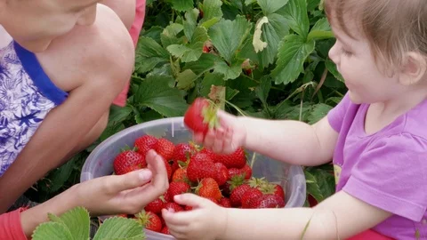 Children having fun with red strawberry in bucket, siblings Stock Footage 111067816