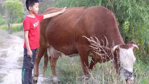 Children herding cattle in poor mountainous areas in rural areas Stock Footage 164633698