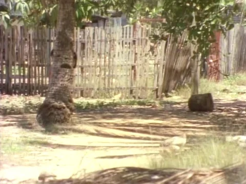Children hiding behind the tree and running away on a sunny day Stock Footage 79881496