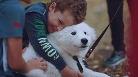 Children hug a dog, children with a samoyed dog Stock Footage 214078853