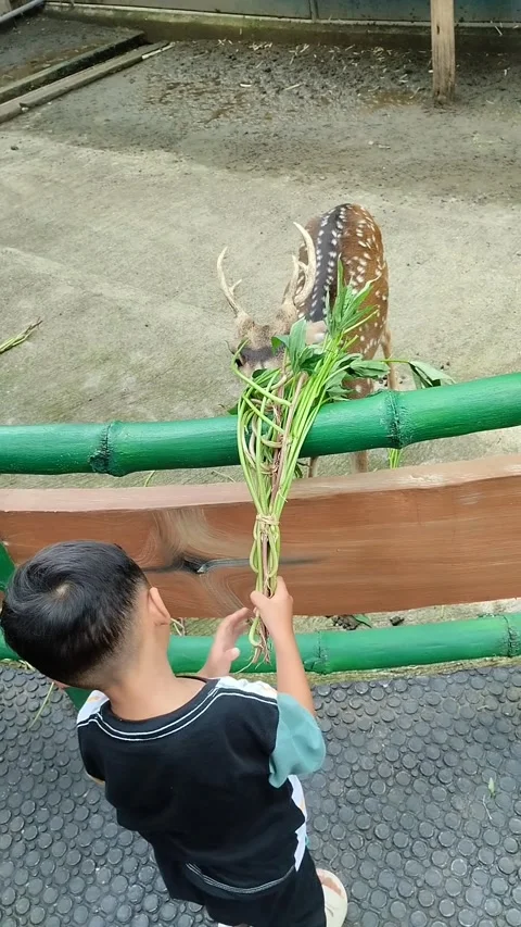 Children interact with animals Stock Footage 291796479