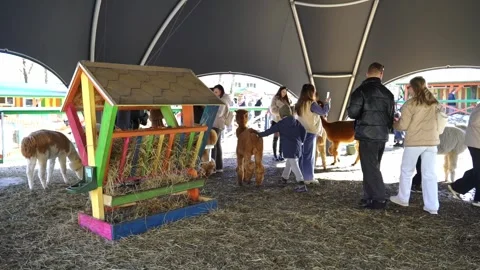 Children interact with llamas and alpacas in a petting area at a farm in springt Stock Footage 331368636