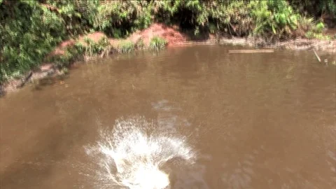 Children jump into the pond Stock Footage 80476324