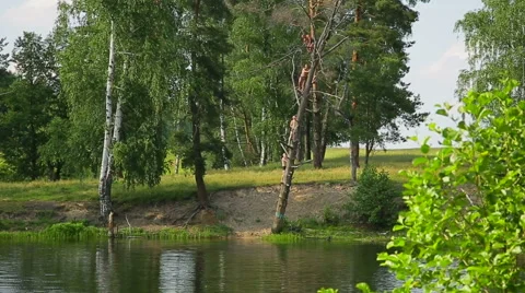 Children jumping into the lake from a height Stock Footage 51768331