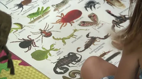 Children in kindergarten study insects using educational materials Stock-Footage 150252444