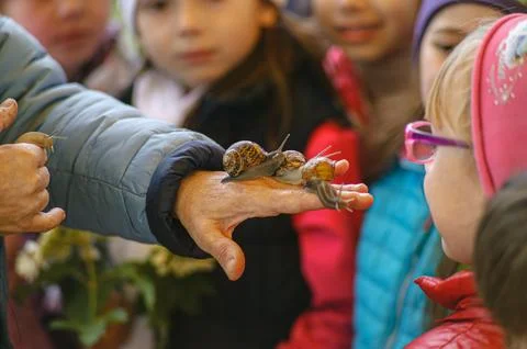 Children learning about nature observing snails on a hand Stock Photos