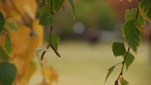 Children in the park Stock-Footage 1690110