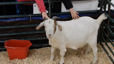 Children Petting Billy Goat At Petting Zoo Stock Footage