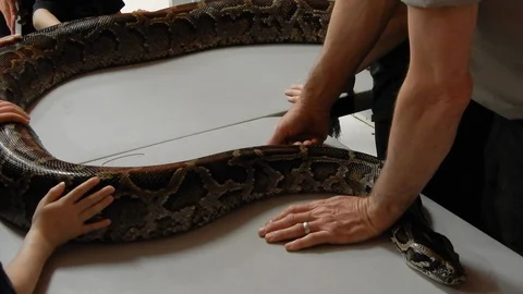 Children Petting Burmese Python Vidéo 88901719