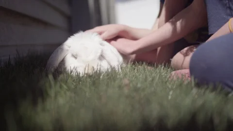 Children petting pet mini lop bunny Stock Video Pond5 - Main Image