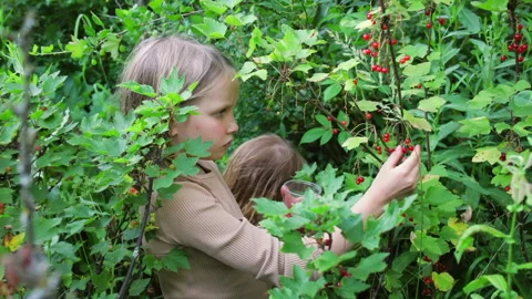Children picking redcurrant berries Stock Footage 245821706