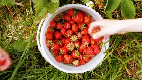 Children picking strawberries and puting them in a bucket Stock Footage 109610366