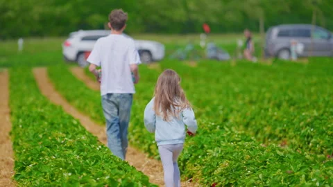 Children picking strawberries in a strawberry patch. Strawberry harvest Vídeos de archivo 312671541