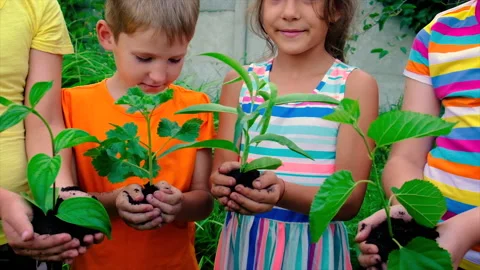 Children plant a tree in summer. Selective focus. Stock Footage 159658266