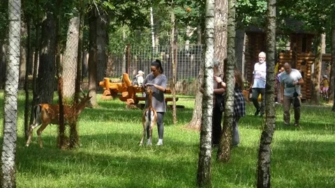 Children play with animals in the park during a sunny day in summer Stock Footage 337966040