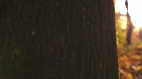 Children play around a tree Stock Footage 57054380