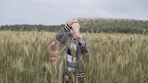 Children play in the field with wheat spikelets. Stock Footage 108036563