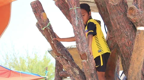 Children playing and climbing in a tree (Malaysia) Stock-Footage 37304451