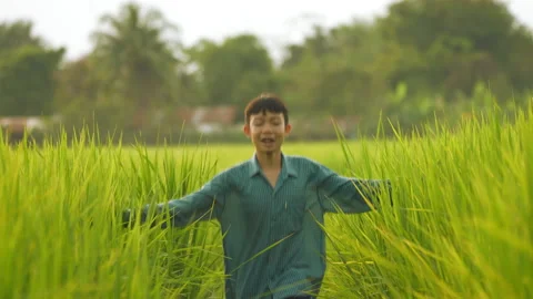 Children playing and spread out hands touch green leaf of rice field organic  Stock Footage 219067560