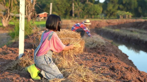 Children playing and working in organic farm on sunset 库存影片 168050085