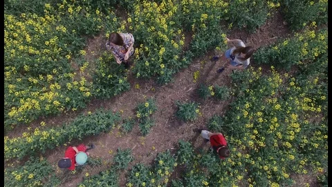 Children playing ball on the field view from above Stock Footage 75880210