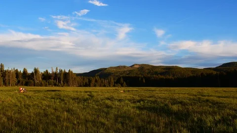 Children playing in a grassy field surrounded by forest Stock Footage 128205116