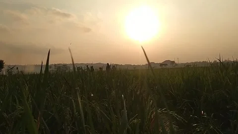 Children playing kites in the rice fields in the evening at sunset Stock Footage 279723964