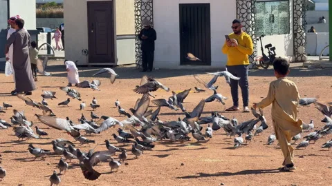 Children Playing with a Large Flock of Pigeons in a Sunny Vídeo Stock 330136973