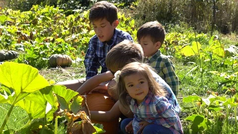 Children playing in pumpkin patch, brothers and sisters Stock Footage 118184937