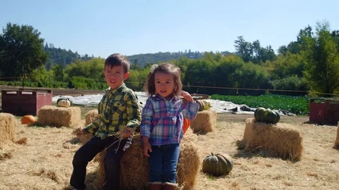 Children playing in pumpkin patch, brothers and sisters Stock Footage 118186012